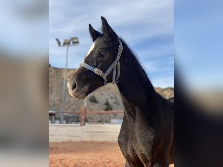 Spanisches Sportpferd Stute 1 Jahr Schimmel in Fuendetodos