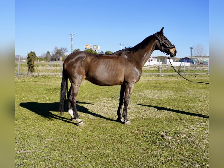 Spanisches Sportpferd Stute 22 Jahre 180 cm Brauner in Alcorcon