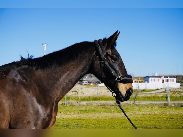 Spanisches Sportpferd Stute 22 Jahre 180 cm Brauner in Alcorcon