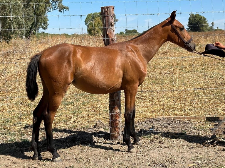 Spanisches Sportpferd Stute 2 Jahre 155 cm Dunkelfuchs in Bencarron (Utrera)