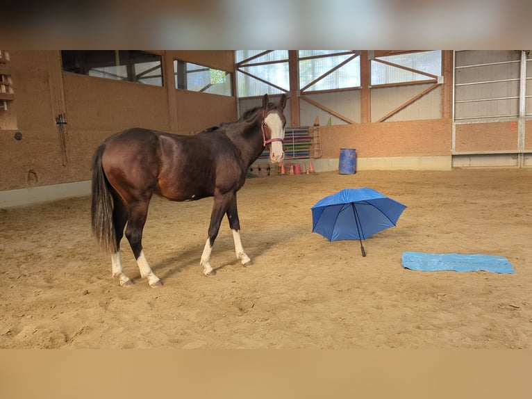 Spanisches Sportpferd Stute 2 Jahre 158 cm Dunkelbrauner in Wangen im Allg&#xE4;u