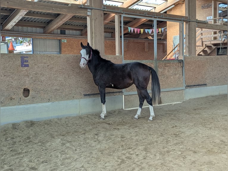 Spanisches Sportpferd Stute 2 Jahre 158 cm Dunkelbrauner in Wangen im Allg&#xE4;u