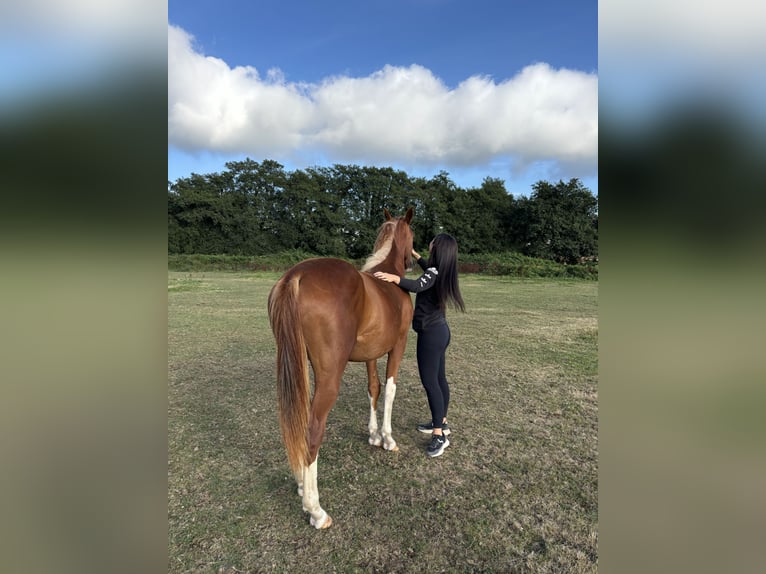 Spanisches Sportpferd Stute 2 Jahre 159 cm Fuchs in Gerena