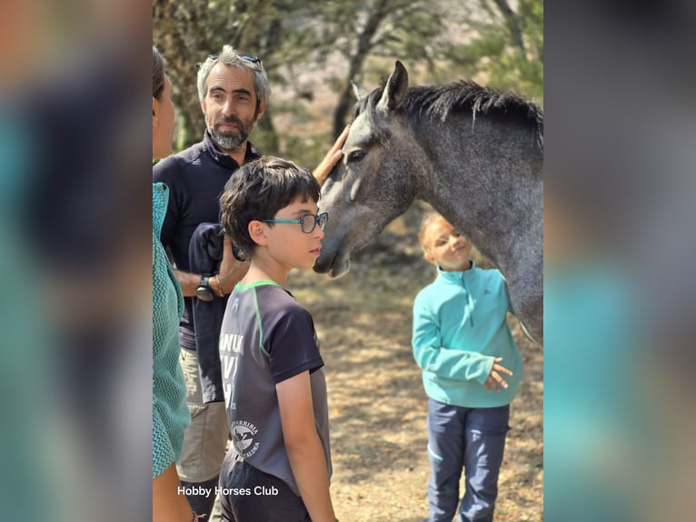 Spanisches Sportpferd Mix Stute 2 Jahre 160 cm Apfelschimmel in Navahermosa