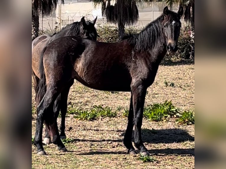 Spanisches Sportpferd Stute 2 Jahre 163 cm Schimmel in Alquerias De Santa Barbara