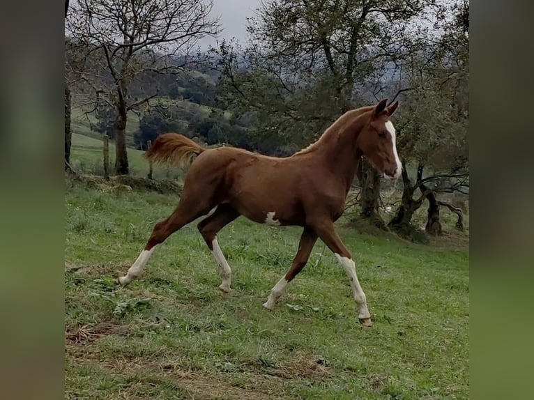 Spanisches Sportpferd Stute 2 Jahre Fuchs in Boiro