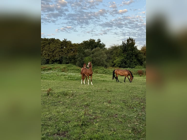 Spanisches Sportpferd Stute 2 Jahre Fuchs in Boiro