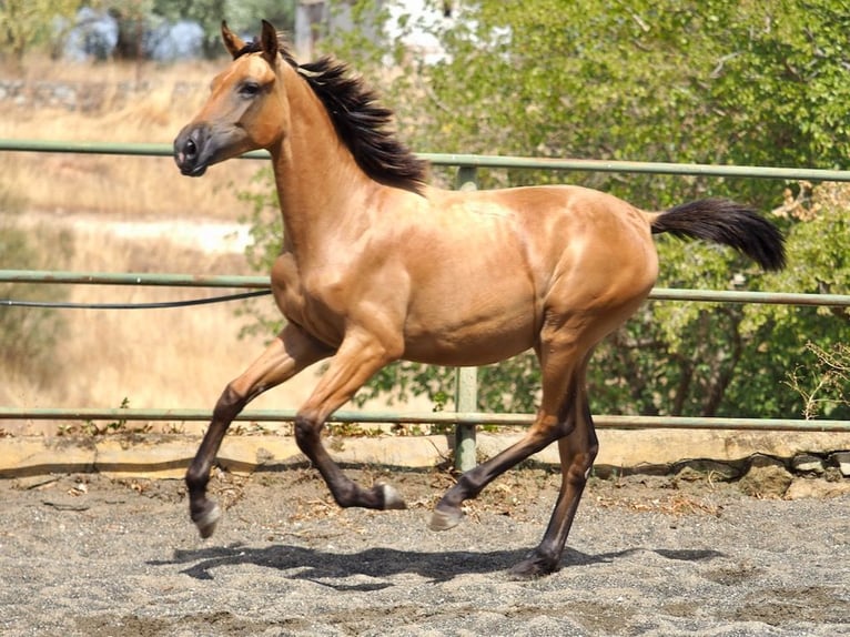 Spanisches Sportpferd Stute 3 Jahre 153 cm Buckskin in NAVAS DEL MADRONO