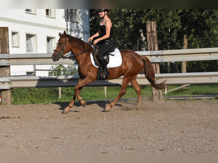 Spanisches Sportpferd Stute 3 Jahre 154 cm Dunkelfuchs in Arnstorf