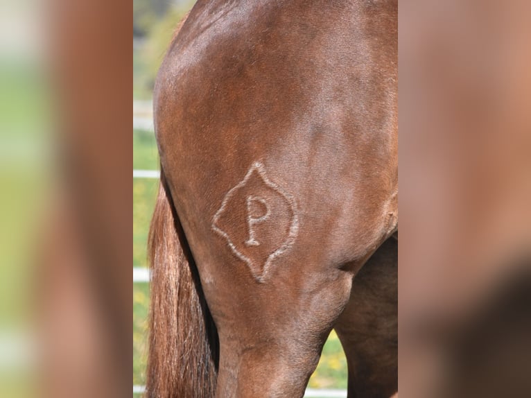 Spanisches Sportpferd Stute 3 Jahre 154 cm Dunkelfuchs in Arnstorf