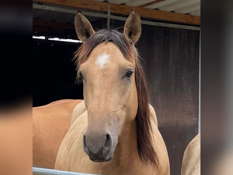 Spanisches Sportpferd Stute 3 Jahre 155 cm Falbe in Bad Feilnbach