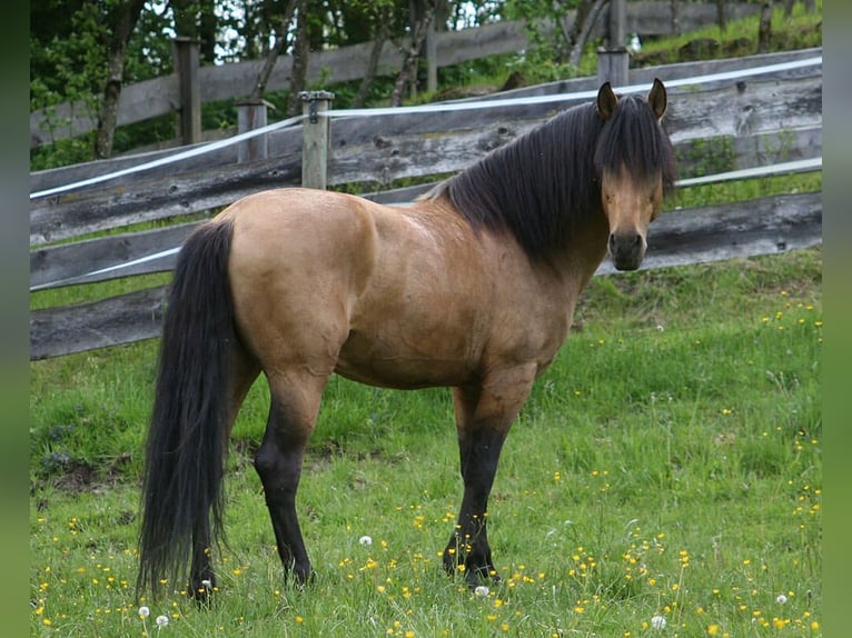 Spanisches Sportpferd Stute 3 Jahre 155 cm Falbe in Bad Feilnbach