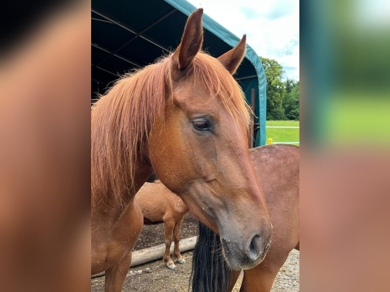 Spanisches Sportpferd Stute 3 Jahre 155 cm Falbe in Bad Feilnbach