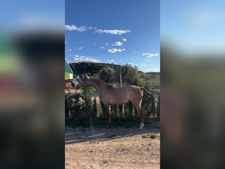 Spanisches Sportpferd Stute 3 Jahre 156 cm Schimmel in Elche De La Sierra