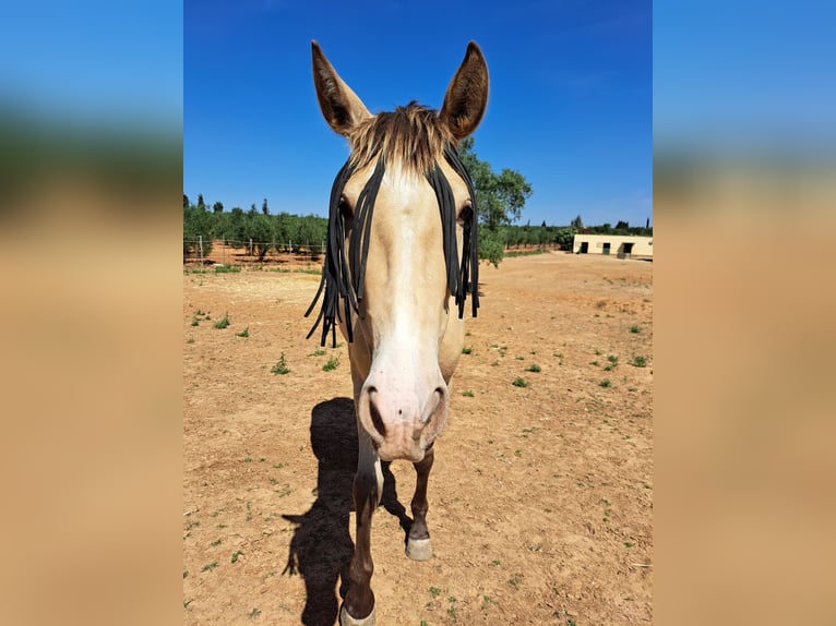 Spanisches Sportpferd Mix Stute 3 Jahre 160 cm Falbe in Almonte