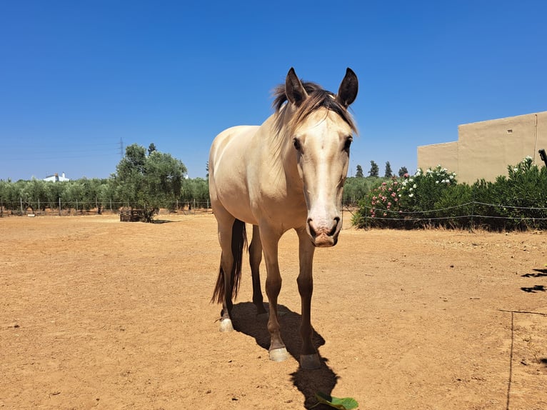 Spanisches Sportpferd Mix Stute 3 Jahre 160 cm Falbe in Almonte