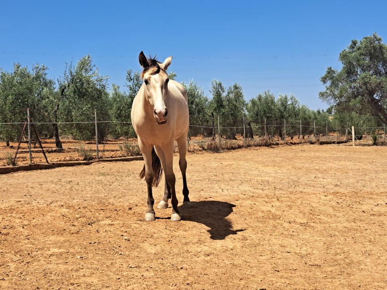 Spanisches Sportpferd Mix Stute 3 Jahre 160 cm Falbe in Almonte