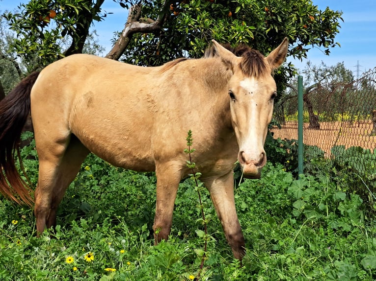 Spanisches Sportpferd Mix Stute 3 Jahre 160 cm Falbe in Almonte