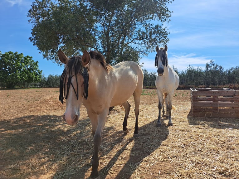 Spanisches Sportpferd Mix Stute 3 Jahre 160 cm Falbe in Almonte