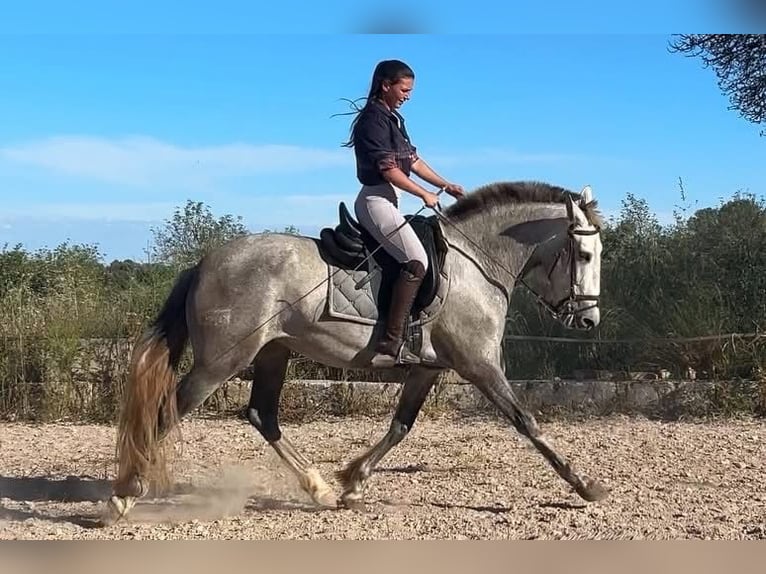 Spanisches Sportpferd Stute 3 Jahre 163 cm Schimmel in Santa Maria Del Cami (Isla De Mallorca)