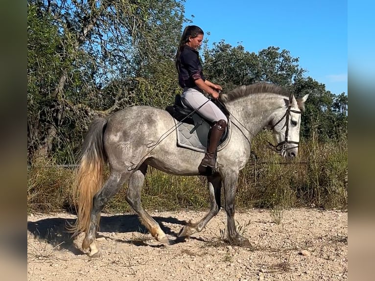 Spanisches Sportpferd Stute 3 Jahre 163 cm Schimmel in Santa Maria Del Cami (Isla De Mallorca)