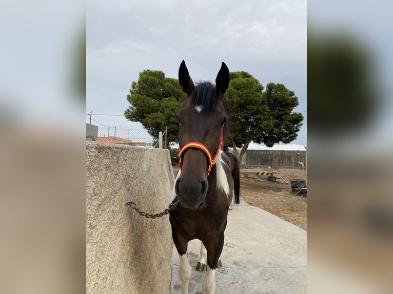 Spanisches Sportpferd Stute 3 Jahre 164 cm Schecke in Loma Cabrera