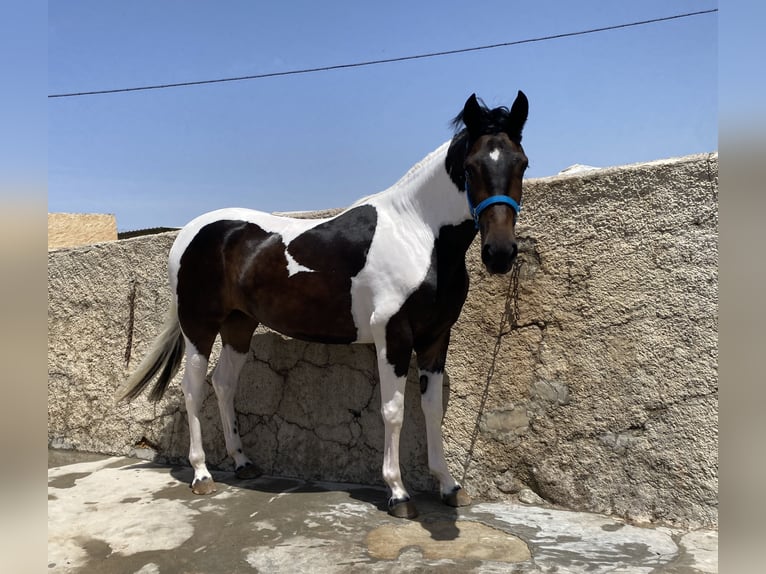 Spanisches Sportpferd Stute 3 Jahre 165 cm Schecke in Loma Cabrera