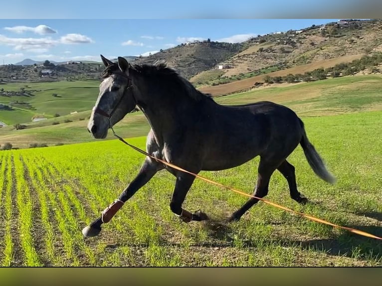 Spanisches Sportpferd Stute 3 Jahre 166 cm Apfelschimmel in Antequera