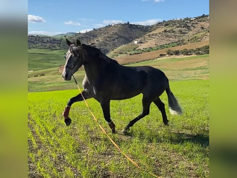 Spanisches Sportpferd Stute 3 Jahre 166 cm Apfelschimmel in Antequera