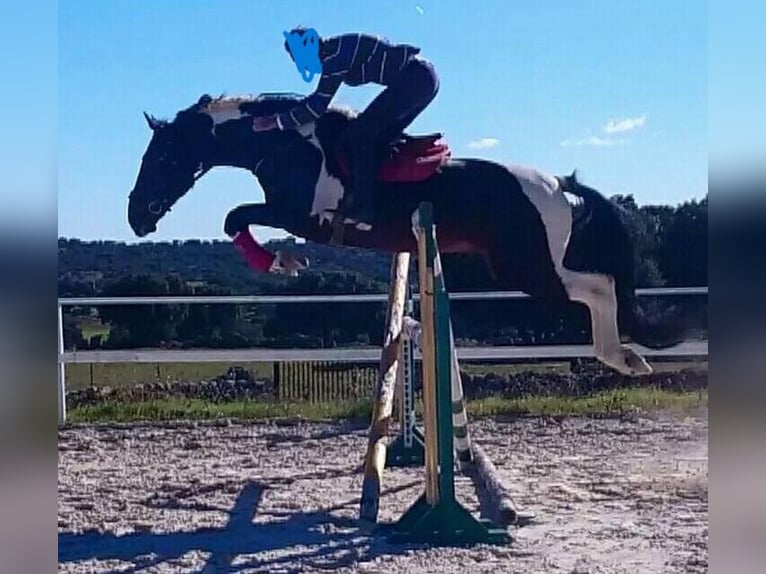 Spanisches Sportpferd Stute 3 Jahre 170 cm Schecke in La Cañada de san Urbano