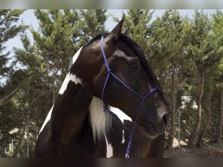 Spanisches Sportpferd Stute 3 Jahre 170 cm Schecke in La Cañada de san Urbano