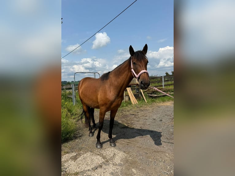 Spanisches Sportpferd Mix Stute 4 Jahre 152 cm Brauner in Lindlar