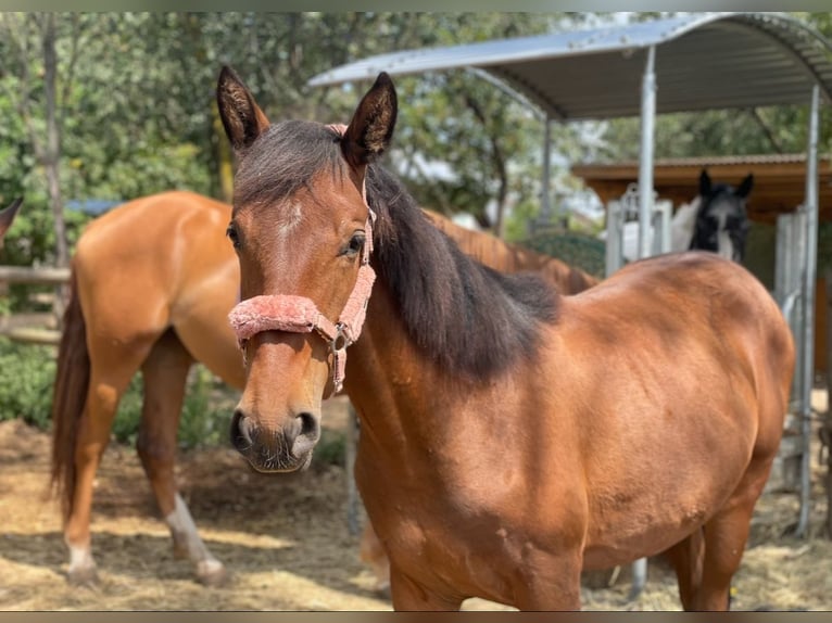 Spanisches Sportpferd Mix Stute 4 Jahre 152 cm Brauner in Lindlar