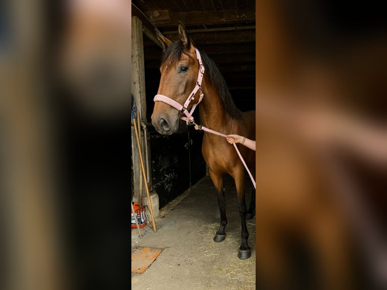 Spanisches Sportpferd Mix Stute 4 Jahre 152 cm Brauner in Lindlar