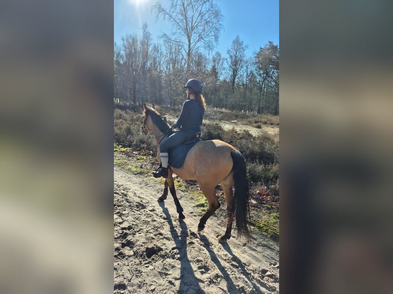 Spanisches Sportpferd Stute 4 Jahre 153 cm  in huijbergen