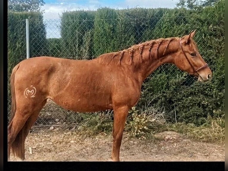 Spanisches Sportpferd Stute 4 Jahre 156 cm Fuchs in Sevilla