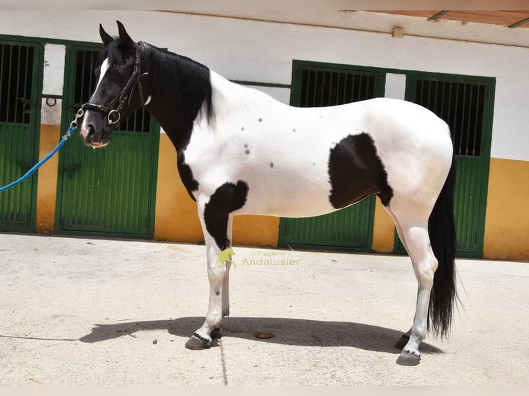 Spanisches Sportpferd Stute 4 Jahre 159 cm Schecke in Provinz Granada