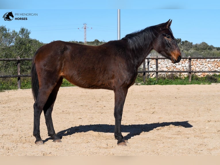 Spanisches Sportpferd Stute 4 Jahre 160 cm Brauner in Menorca