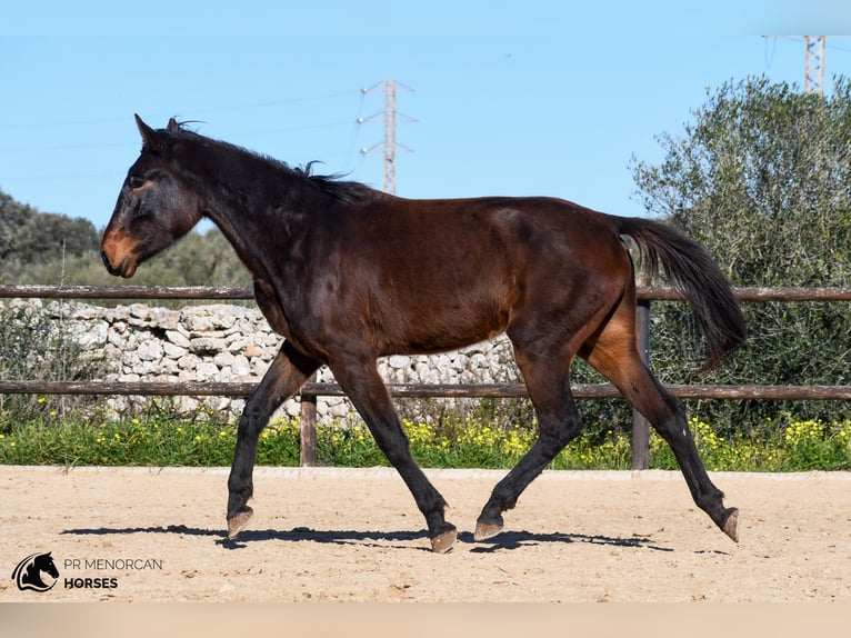 Spanisches Sportpferd Stute 4 Jahre 160 cm Brauner in Menorca