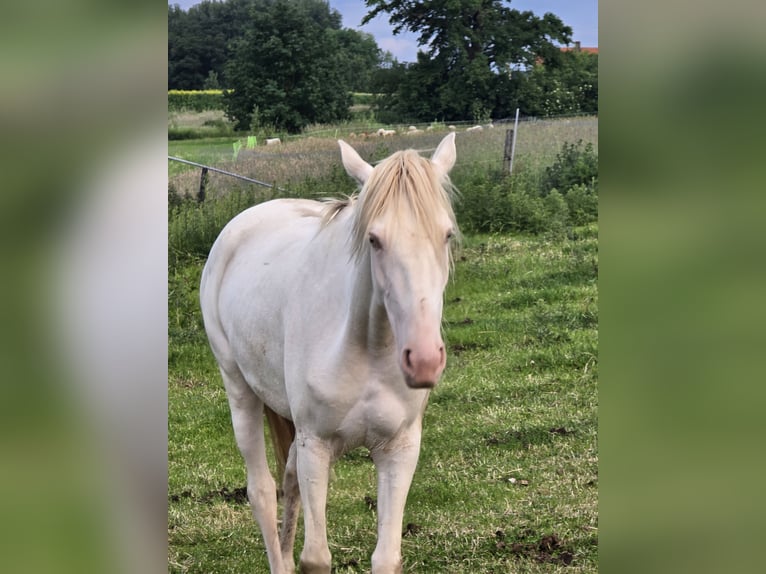 Spanisches Sportpferd Stute 4 Jahre 160 cm Cremello in Kevelaer