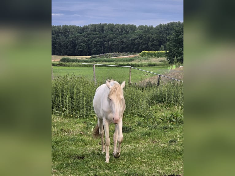 Spanisches Sportpferd Stute 4 Jahre 160 cm Cremello in Kevelaer