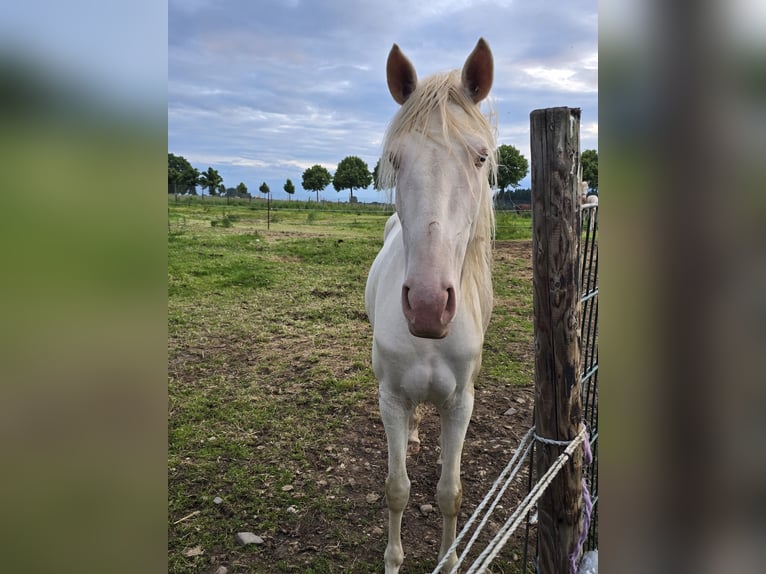 Spanisches Sportpferd Stute 4 Jahre 160 cm Cremello in Kevelaer