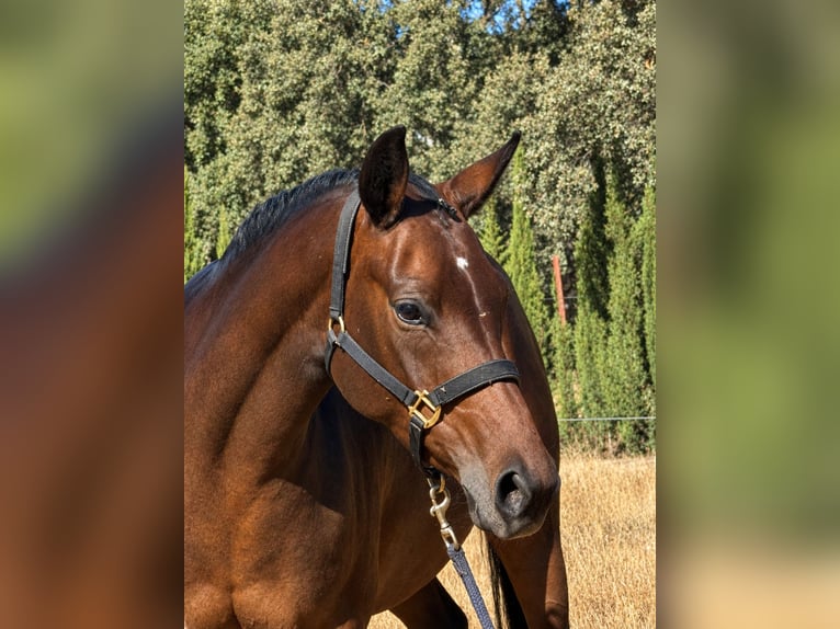 Spanisches Sportpferd Stute 4 Jahre 160 cm Dunkelbrauner in Rosalejo