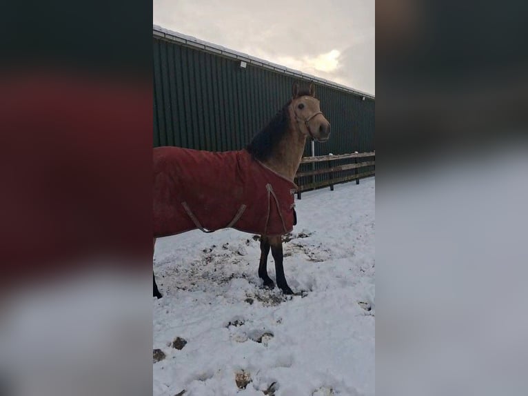Spanisches Sportpferd Stute 4 Jahre 160 cm Hellbrauner in Spijk
