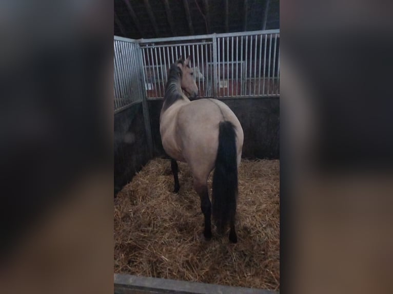 Spanisches Sportpferd Stute 4 Jahre 160 cm Hellbrauner in Spijk