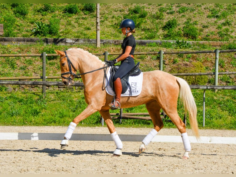 Spanisches Sportpferd Stute 4 Jahre 161 cm Palomino in Casavells