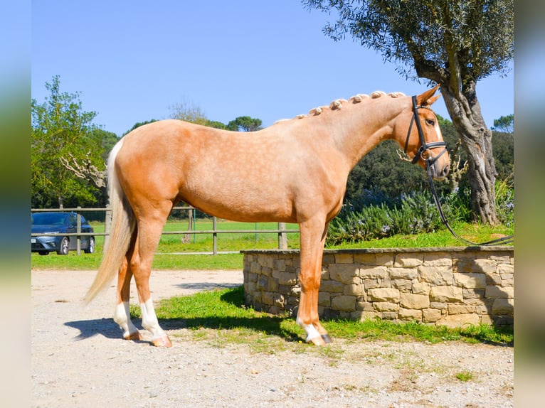 Spanisches Sportpferd Stute 4 Jahre 161 cm Palomino in Casavells