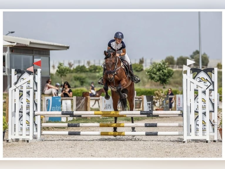 Spanisches Sportpferd Stute 4 Jahre 163 cm Dunkelbrauner in Alcorcon