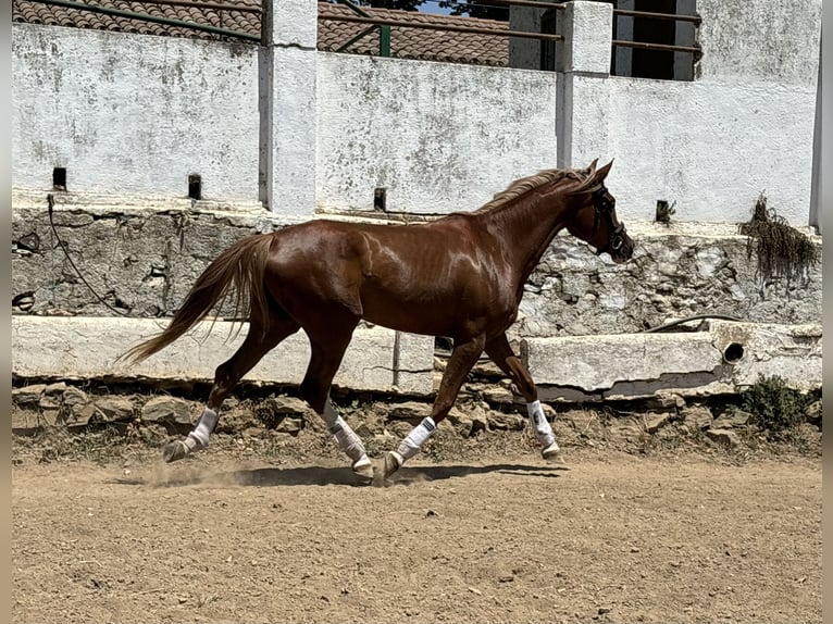 Spanisches Sportpferd Stute 4 Jahre 165 cm Fuchs in Constantina