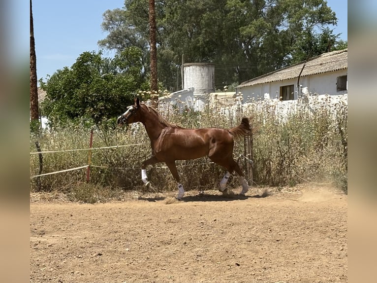 Spanisches Sportpferd Stute 4 Jahre 165 cm Fuchs in Constantina